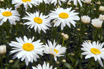Картинка цветы ромашки белый лепестки