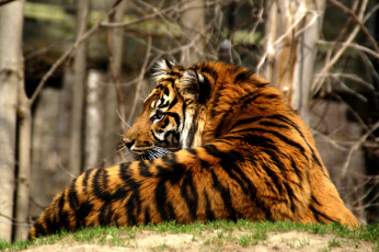 Картинка животные тигры хищник тигр взгляд морда усы трава кошка полосатый