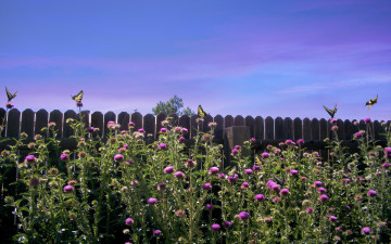 Картинка thistle weeds природа луга забор бабочки цветы