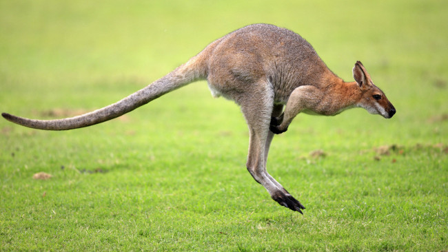 Обои картинки фото kangaroo, животные, кенгуру, прыжки