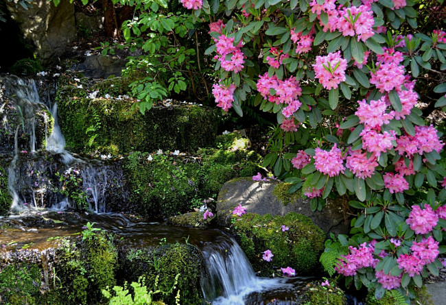 Обои картинки фото цветы, рододендроны, азалии, водопад, ветки, мох, камни, вода