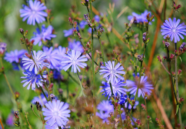 Обои картинки фото цветы, луговые, полевые, цикорий, голубой