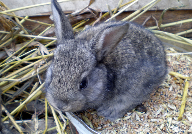 Обои картинки фото животные, кролики, зайцы, серый, пушистый
