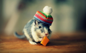 Картинка животные крысы мыши крыса шляпа сыр