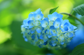 обоя цветы, гортензия, цветок, кустарник, цветение, синяя