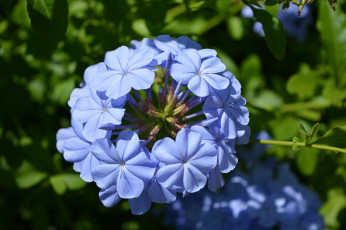 Картинка цветы плюмбаго+ свинчатка голубой