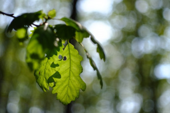 Картинка природа листья макро зеленый