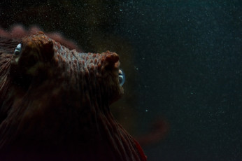 Картинка животные морская+фауна аквариум вода макро осьминог