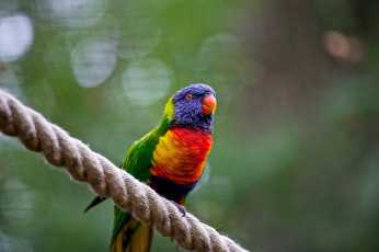 Картинка животные попугаи попугайчик пестрый цвета веревка насест