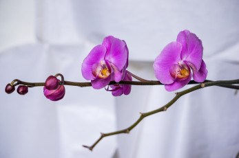 Картинка цветы орхидеи ветка макро лепестки розовый