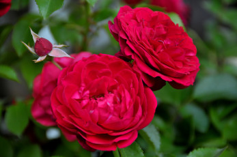 Картинка цветы розы цветение бутоны красные