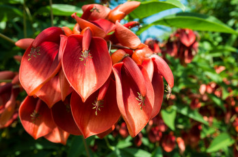 Картинка цветы эритрина экзотика