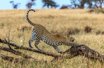 Картинка животные леопарды потягушки