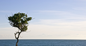 Картинка природа деревья море горизонт небо крона ветки листва