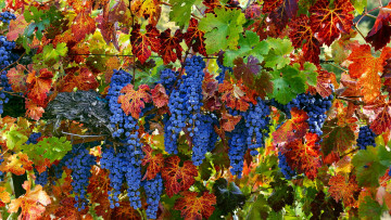 Картинка природа Ягоды +виноград грозди лето