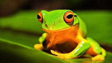 Картинка животные лягушки природа лист глаза лягушка земноводное