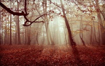 Картинка природа лес листья туман осень