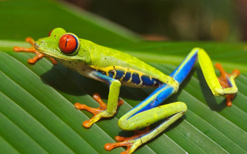 Картинка животные лягушки лапки глаза цвет лягушка лист