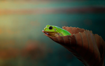 Картинка животные лягушки лягушка фон лист