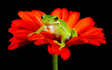 Картинка животные лягушки природа цветок лягушка