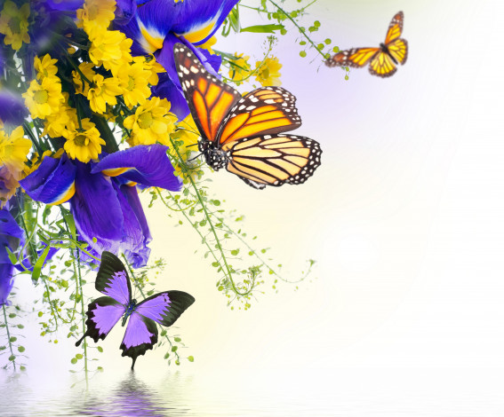 Обои картинки фото разное, компьютерный дизайн, бабочки, цветы, ирисы, хризантемы