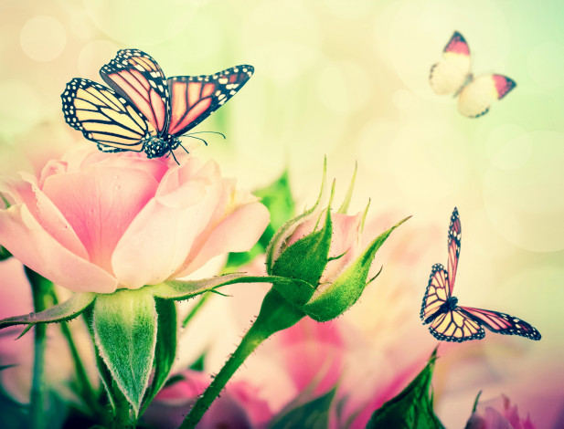 Обои картинки фото разное, компьютерный дизайн, бабочки, листики, бутоны, розы, цветы