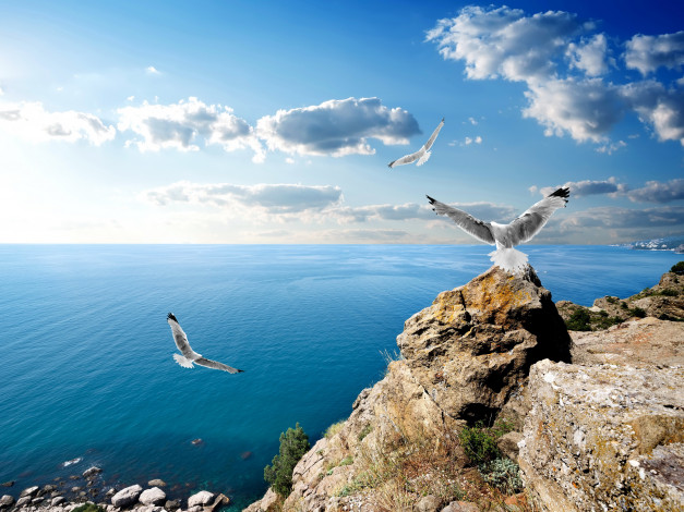 Обои картинки фото крым, природа, пейзажи, чайки, скалы, море, небо