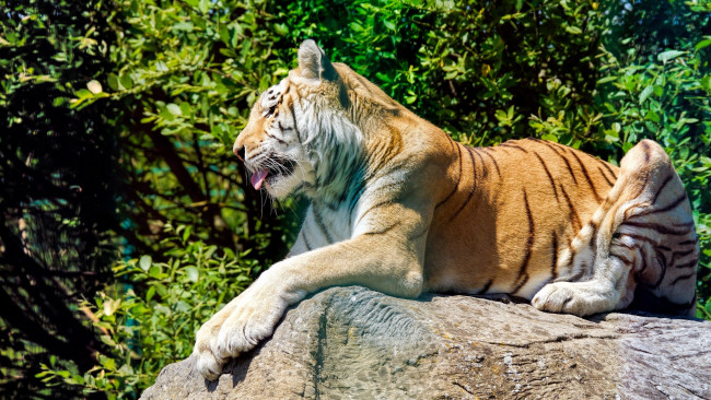 Обои картинки фото животные, тигры, свет, отдых, лежит, камень, кошка