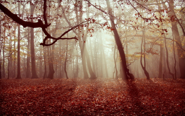 Обои картинки фото природа, лес, листья, туман, осень