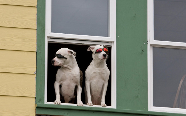 Обои картинки фото животные, собаки, окно