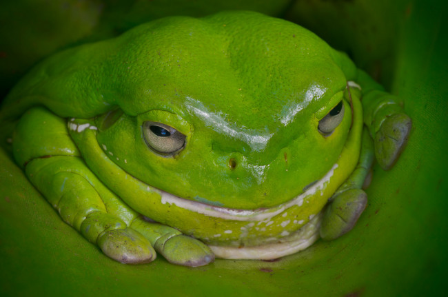 Обои картинки фото животные, лягушки, лягушка, австралия, зелёная
