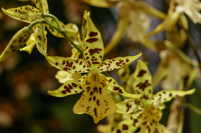 Обои картинки фото цветы, орхидеи, лепестки, макро, ветка, пятна, пестрый, желтый