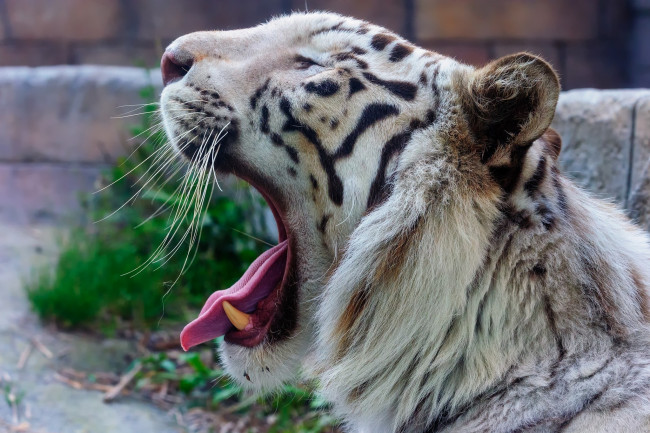 Обои картинки фото животные, тигры, пасть, зевает, профиль, морда, хищник