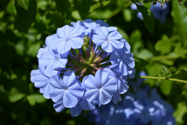 Обои картинки фото цветы, плюмбаго , свинчатка, голубой