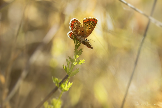 Обои картинки фото животные, бабочки, свет, растение, крылья, макро