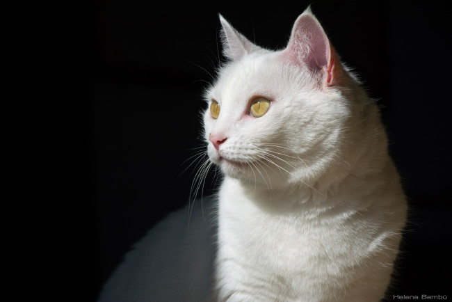 Обои картинки фото животные, коты, белый, мордочка, тень