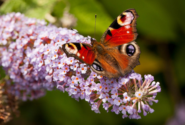 Обои картинки фото животные, бабочки, крылья, будлея