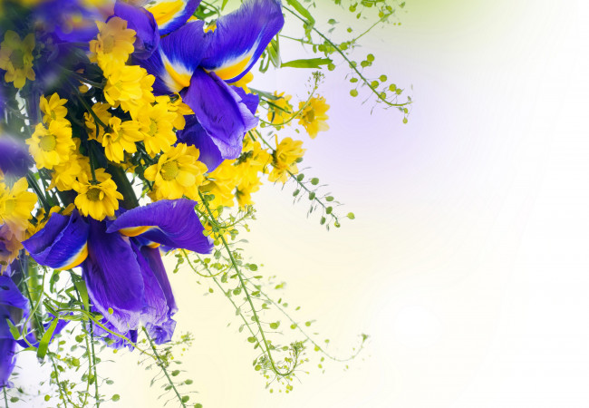 Обои картинки фото цветы, разные вместе, хризантемы, ирисы