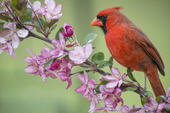 Картинка животные кардиналы цветки весна цветение яблоня ветка птица кардинал красный