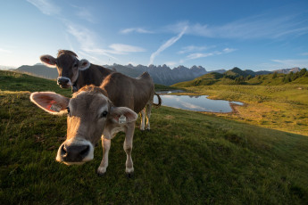 Картинка животные коровы +буйволы телята