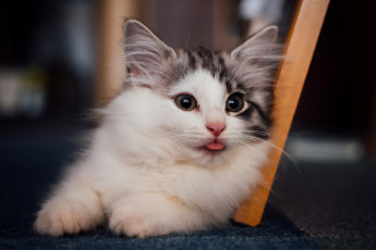 Картинка животные коты котёнок язык взгляд пушистый