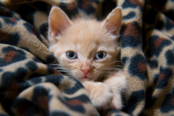 Картинка животные коты плед взгляд мордочка котёнок рыжий