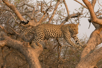 Картинка животные леопарды пятна дерево хищник грация