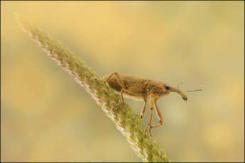 Картинка животные насекомые растение фон долгоносик колосок