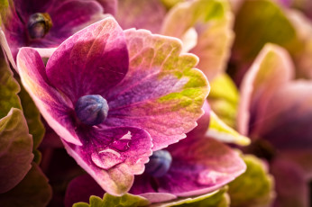 Картинка цветы гортензия роса макро