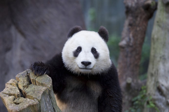 Картинка животные панды природа медведь панда