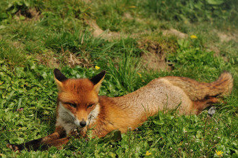 Картинка животные лисы лиса отдых рыжая лисица лето трава морда