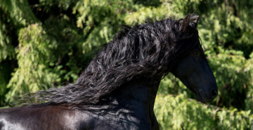 Картинка животные лошади красавец профиль грива вороной конь