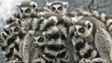 Картинка животные лемуры black white lemur
