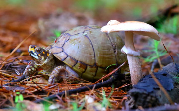 Картинка животные Черепахи черепаха гриб макро